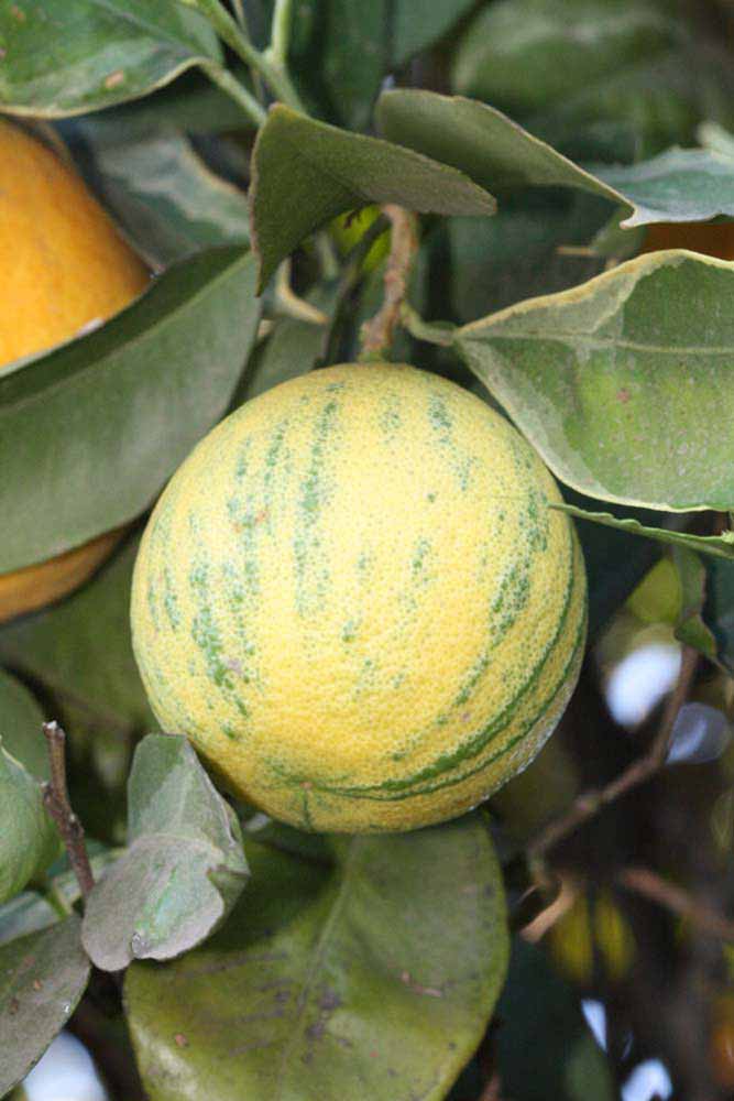              Fruit (Riverside, CA)       